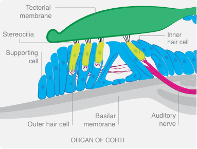 Graphic of Organ of Corti