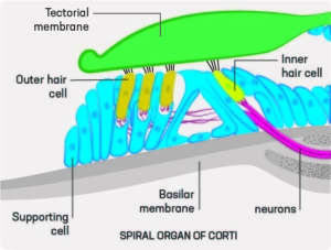 spiral organ of corti