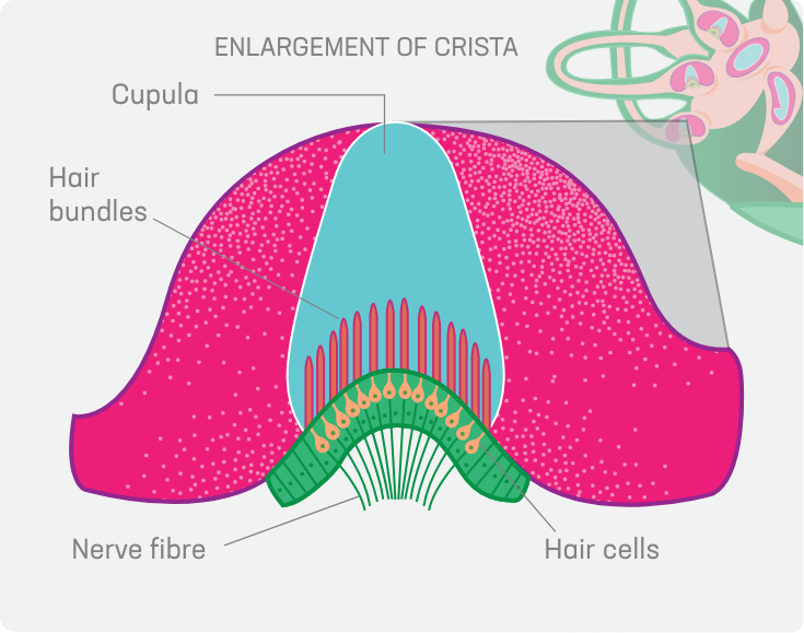 Enlargement of Crista